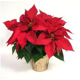 Poinsettia